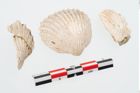 Foto von Muschelschale (NHMW-PRAE-025506)